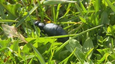 Nemecko straší jedovatý chrobák. Po premnožení ohrozuje aj škôlky či detské ihriská