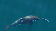 Kosatky prekvapili vedcov bizarným zvykom. Na hlavách nosia „čiapky“ z lososov