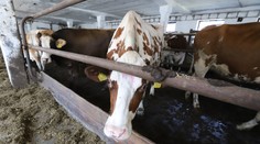 Slintačka a krívačka znamená stratu desiatok miliónov litrov mlieka. Vieme, ako sa to odrazí na cenách v obchodoch