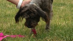 Venčenie psov sa v Bratislave zmenilo na boj o život