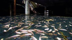 Skutočný vodný svet: V nákupnom centre „nakupujú" len ryby