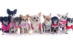 Je zima nielen vám, ale aj štvornohým miláčikom. Obliecť alebo neobliecť ich?