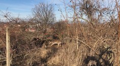 Dvojica danielov sa zamotala do starých drôtov vinohradu pri Bratislave