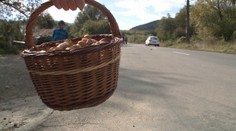 Pre košík dubákov skončila v nemocnici. Ženu ťahali za autom, až kým ho nepustila