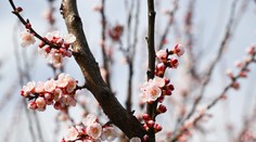 Počasie na Veľkú noc: Teploty sa vyšplhajú poriadne vysoko