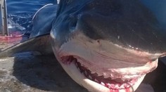 Takíto obri plávajú v oceáne. Rybár sa chváli, že jedného zabil