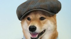 Žiaden obyčajný psí život. Tento pes zarobí mesačne viac ako väčšina z nás za rok