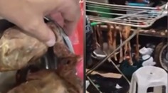 VIDEO: Vychýrená čínska reštaurácia podávala pouličné holuby ako kačky. Šokoval aj obsah tajnej miestnosti