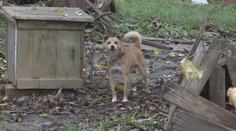 Bude zakázané uviazať psa na reťaz? Onedlho o tom rozhodnú poslanci