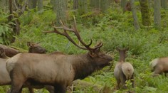 Ako z iného sveta. Americké jelene počas ruje vydávajú úplne iné zvuky, ako poznáme z našich hôr