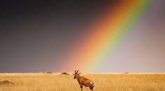 Za posledných 50 rokov sa populácia zvierat na Zemi znížila až o 60 percent