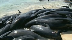 Na austrálskej súši uviazlo 150 delfínov, väčšina zahynula
