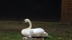 V Košiciach zachraňovali zakliesnenú labuť, ale ušla im