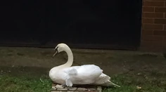 V Košiciach zachraňovali zakliesnenú labuť, ale ušla im