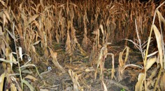 Brutálna vražda pri Dunajskej Strede