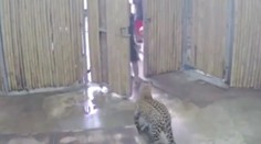 Starý otec omylom vypustil z klietky leoparda, ktorý vážne zranil jeho vnuka (2)