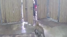 Starý otec omylom vypustil z klietky leoparda, ktorý vážne zranil jeho vnuka (2)