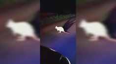 Vodiči pri Trnave takmer onemeli. Cestu im zablokoval klokan