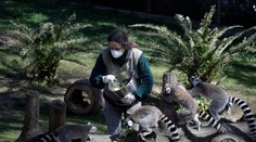 Ťažké časy v zoologických záhradách: Niektoré zvieratá budú musieť utratiť a nakŕmia nimi iné