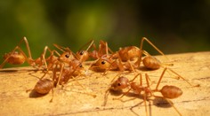 Do Európy sa prvýkrát dostal invázny druh mravcov. Ničia úrodu a uštipnutie môže vyvolať alergickú reakciu