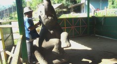 Ukážeme vám odvrátenú stránku zvieracích atrakcií vo svete. Čo si vytrpia pre turistický ošiaľ?