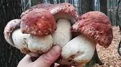 Takéhoto krásavca našiel hubár mesiac pred Vianocami