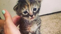 Je toto najsmutnejšie mačiatko na svete!?