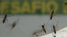 V Brazílii vypustili tisíce komárov, ktoré zachránia ľudské životy