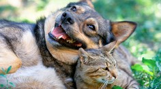 Vláda rozhodla, či budú môcť chodiť do reštaurácie aj domáce zvieratá