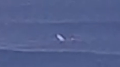 VIDEO: Na mladíka pri vyhlásenej lokalite v Austrálii zaútočil veľký žralok. Zranený preplával 600 metrov