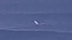 VIDEO: Na mladíka pri vyhlásenej lokalite v Austrálii zaútočil veľký žralok. Zranený preplával 600 metrov
