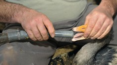 Američania zakázali lahôdku, ktorú mnohí Slováci zbožňujú. Zarážajúci je dôvod