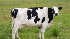 VIDEO: Vás pobaví, no vedcov fascinuje. Krava, ktorá sa sama škriabe metlou