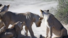 Boj na život a na smrť. Kto vyhral súboj?