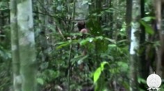 V Amazonskom pralese zomrel „najosamelejší muž sveta“.  Telo mal pokryté perím z papagájov