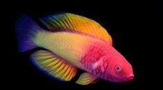 Narodí sa ako samica a postupne sa zmení na samca. Vedcov uchvátila dúhová ryba z korálových útesov