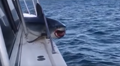 Zábery ako z dramatického filmu. Žralok vyskočil na loď, valila sa z neho krv