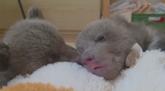 Osirelé medvieďatá robia veľké pokroky. Pre ľudí, ktorí ich chcú vidieť, má ZOO Bojnice dobrú správu