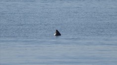 FOTO: V londýnskej Temži videli vraj žraloky, experti to nevylúčili