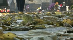 Prečo nemôžu lístie odhrabávať nezamestnaní?