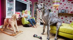 Najvyšší žijúci pes na svete dosiahol nový rekord