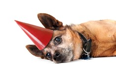 Psíci dnes prežijú poriadny stres. Ako im pomôcť?