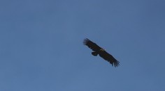 Vzácna okrídlená návšteva v Pieninskom národnom parku. Objavil sa tam najväčší európsky dravec
