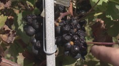 Ovocinári a vinári hlásia škody. Môže za to tento malý hmyz