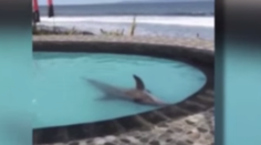 Hrozný pohľad. Trpia, aby sa ľudia pobavili