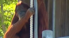 Zomrel najstarší orangutan na svete. Tento druh je už kriticky ohrozený
