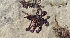 V mušli sa skrývalo smrteľné nebezpečenstvo. Ženu na pláži v Sydney pohrýzla prudko jedovatá chobotnica