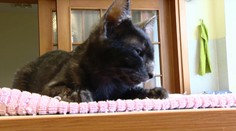 Krv tohto kocúra zachráni život niekoľkým mačiatkam