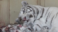 V safari parku sa narodila "vzácna sedmička". A iba pár hodín autom zo Slovenska