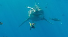 Fotograf zachytil fantastický moment. Presne ako v obľúbenej detskej rozprávke